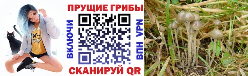Галлюциногенные грибы Psilocybine cubensis  Бокситогорск 